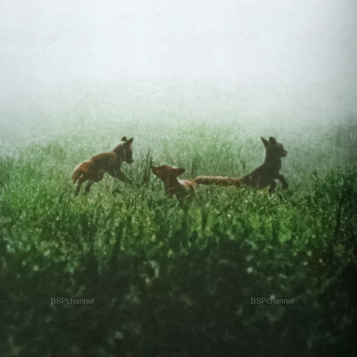 Удивительные и забавные фотографии с животными