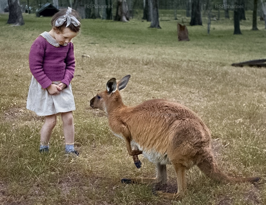 Удивительные и забавные фотографии с животными