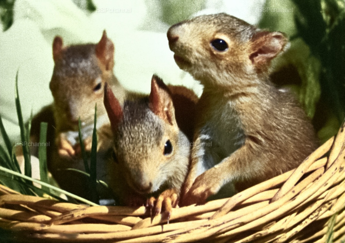 Удивительные и забавные фотографии с животными