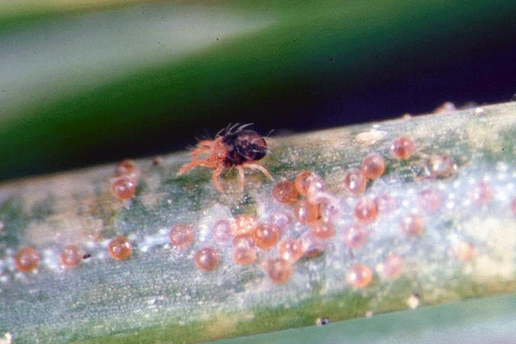 Новогодняя ёлка как источник паразитов: миф или реальность?