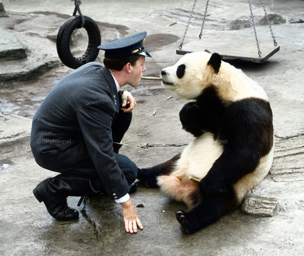 Удивительные и забавные фотографии с животными