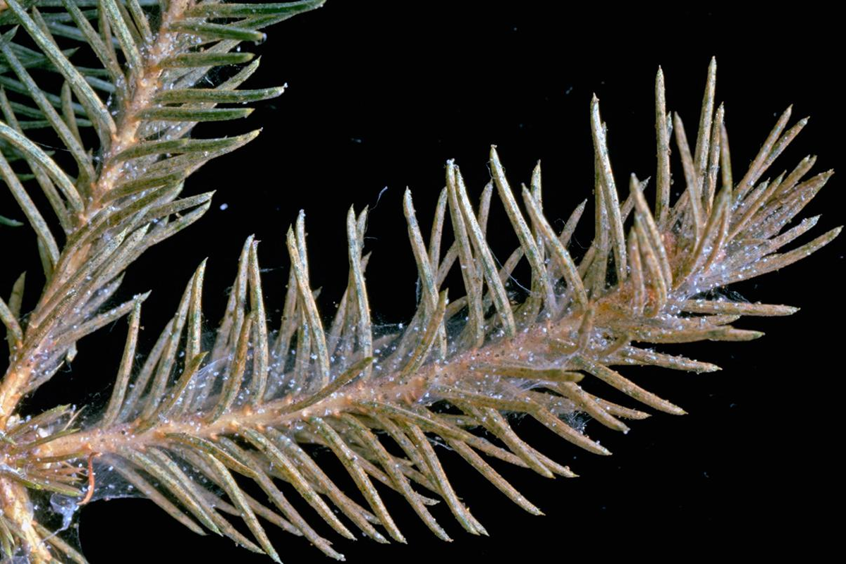 Новогодняя ёлка как источник паразитов: миф или реальность?