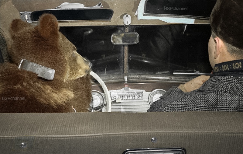 Удивительные и забавные фотографии с животными