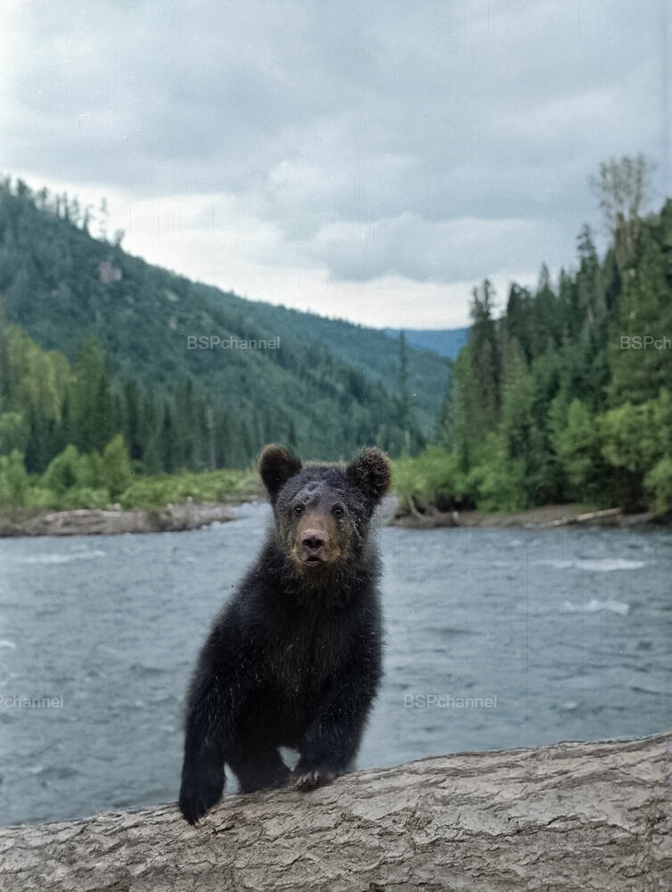 Удивительные и забавные фотографии с животными