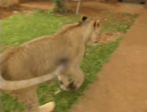 Просто гифки, всякие и&nbsp;разные