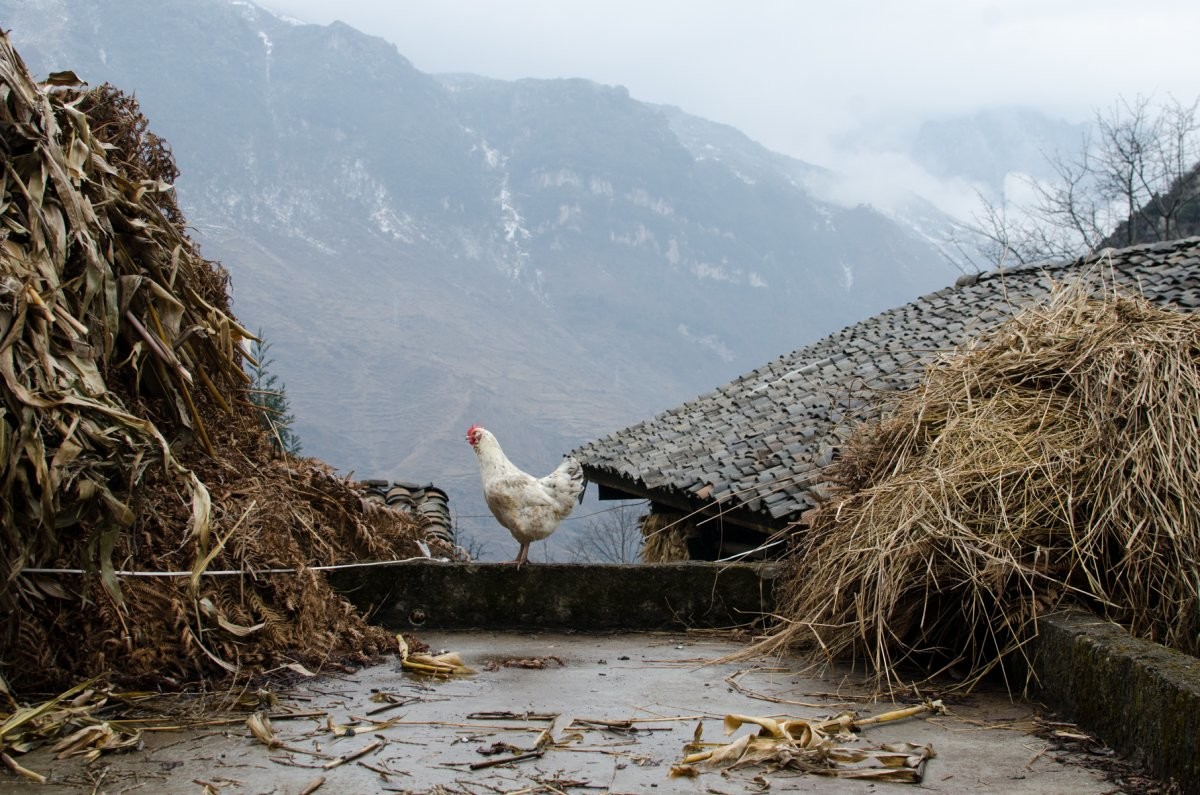 Рождество Алекс Ганди встретил в сельском доме, где подавали простое блюдо из жареной свинины и риса. Он сказал, что это была самая лучшая еда за всё путешествие.