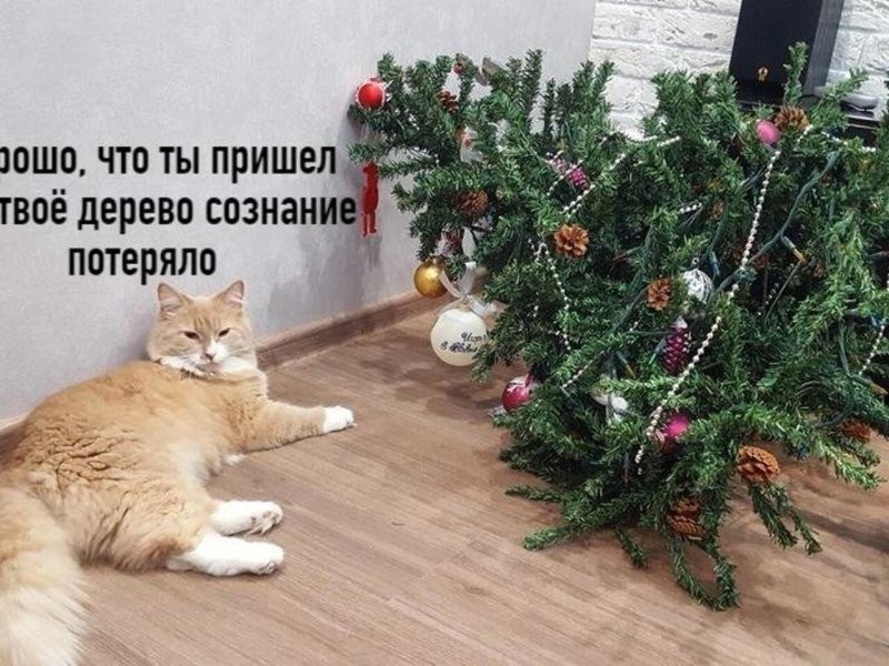 Кошачий саботаж: почему ваши пушистые террористы превращают новогоднюю ёлку в поле боя