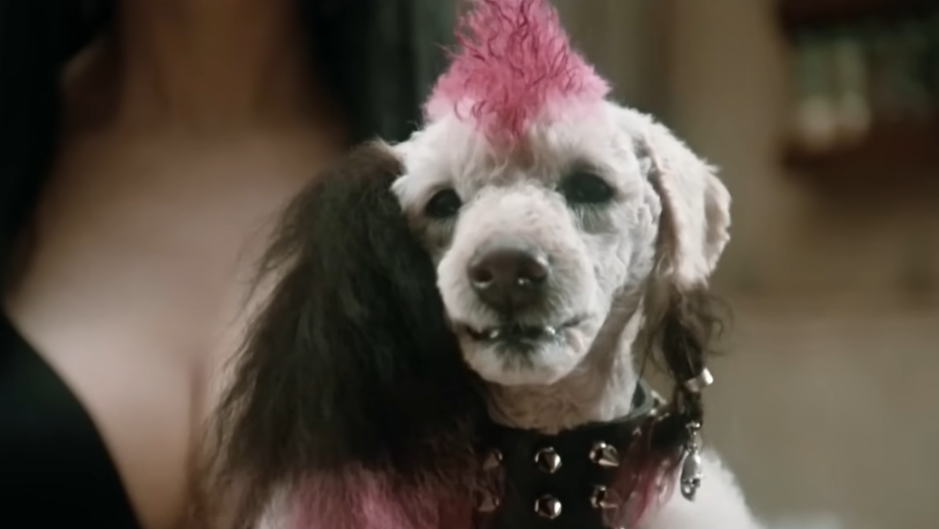 Как снимали фильм "Эльвира - повелительница тьмы": 20 интересных фактов о фильме