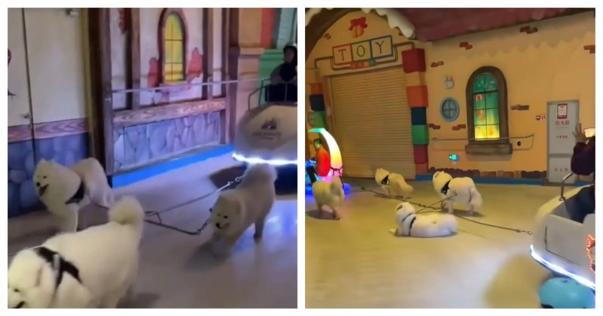 Не каждого пса можно заставить работать в праздники