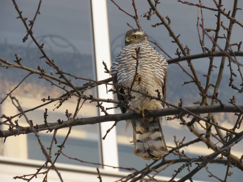 Ястреб-перепелятник: грозный маленький хищник