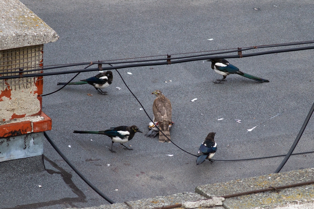 Ястреб-перепелятник: грозный маленький хищник