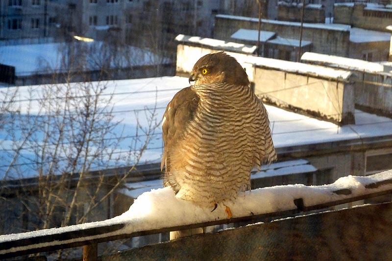 Ястреб-перепелятник: грозный маленький хищник