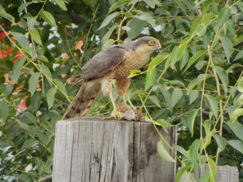 Ястреб-перепелятник: грозный маленький хищник