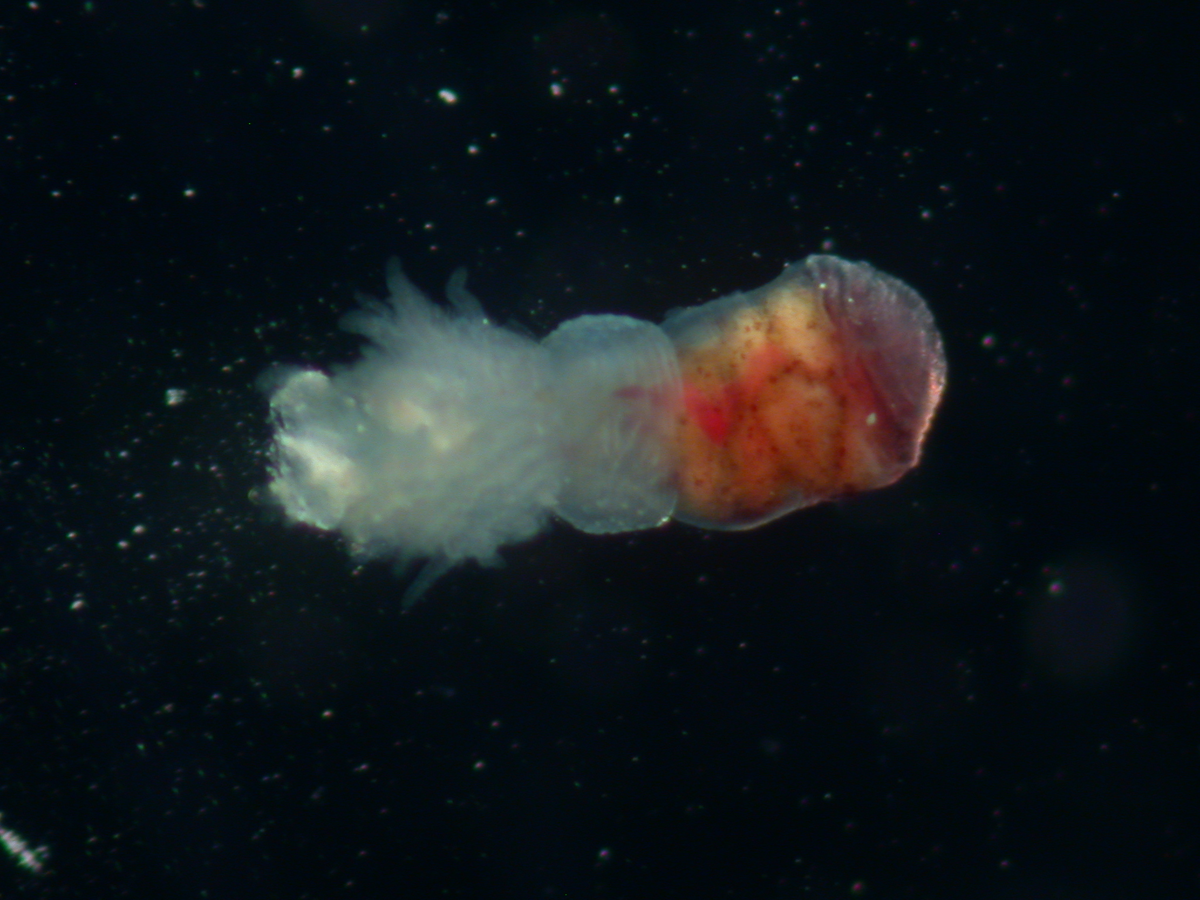 Рифтия: червь, живущий в самых жёстких условиях океана