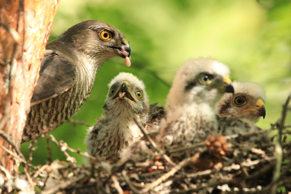 Ястреб-перепелятник: грозный маленький хищник