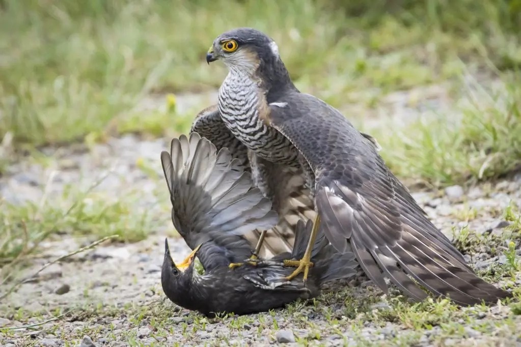 Ястреб-перепелятник: грозный маленький хищник