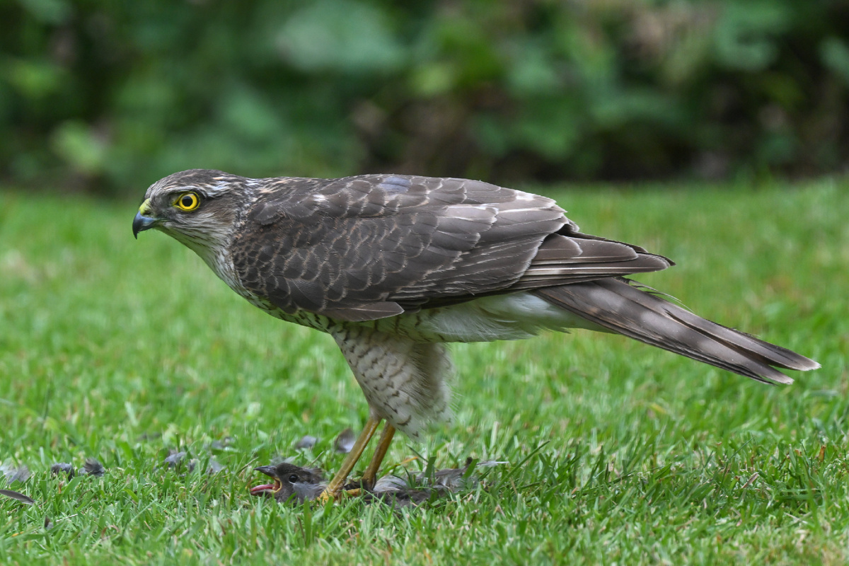 Ястреб-перепелятник: грозный маленький хищник