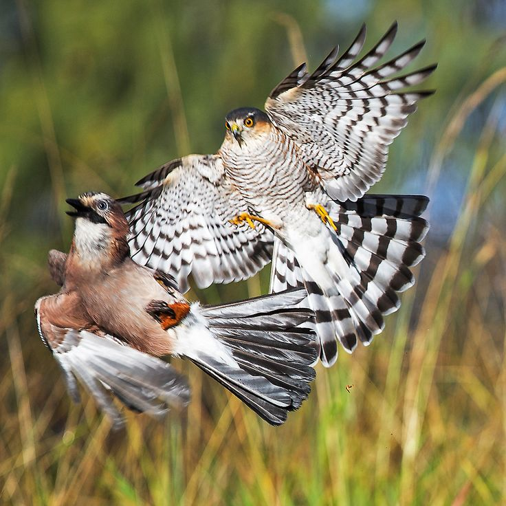 Ястреб-перепелятник: грозный маленький хищник