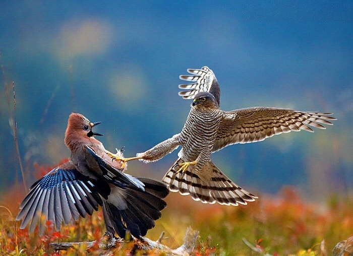 Ястреб-перепелятник: грозный маленький хищник