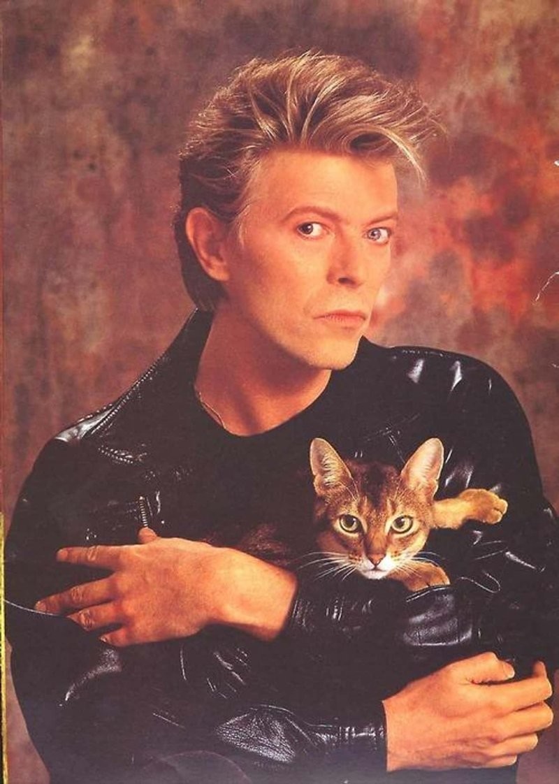 17. Дэвид Боуи написал песню "Cat People" в 1981 году, которая по сути является одой для любителей кошек