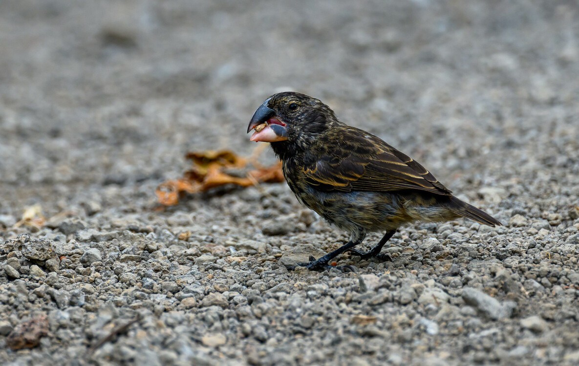 Интересные факты о галапагосских вьюрках