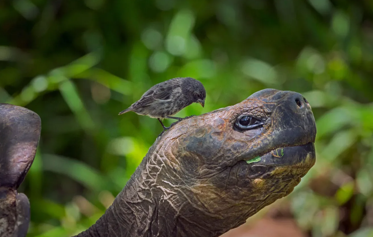 Интересные факты о галапагосских вьюрках