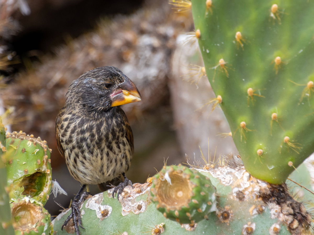 Интересные факты о галапагосских вьюрках