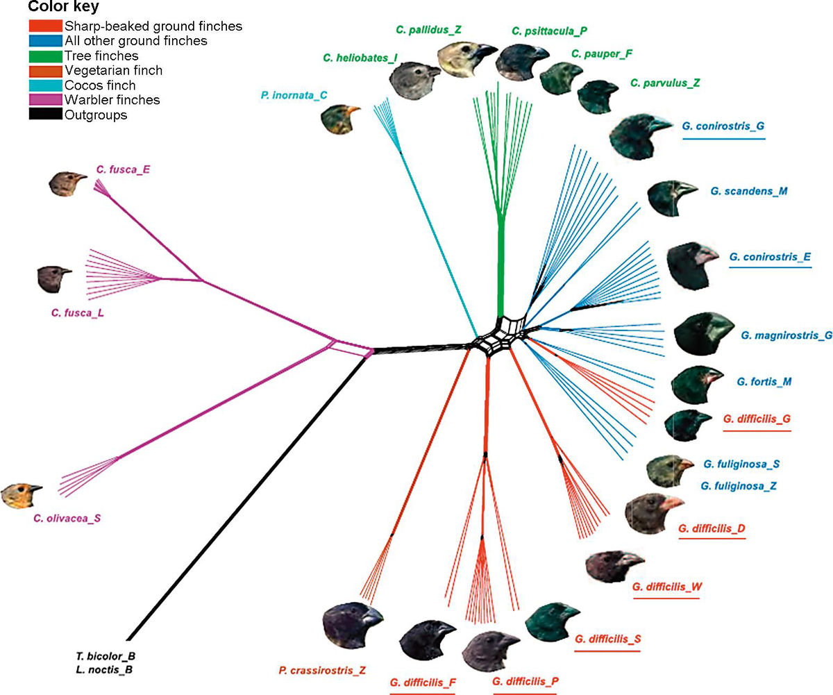 Интересные факты о галапагосских вьюрках