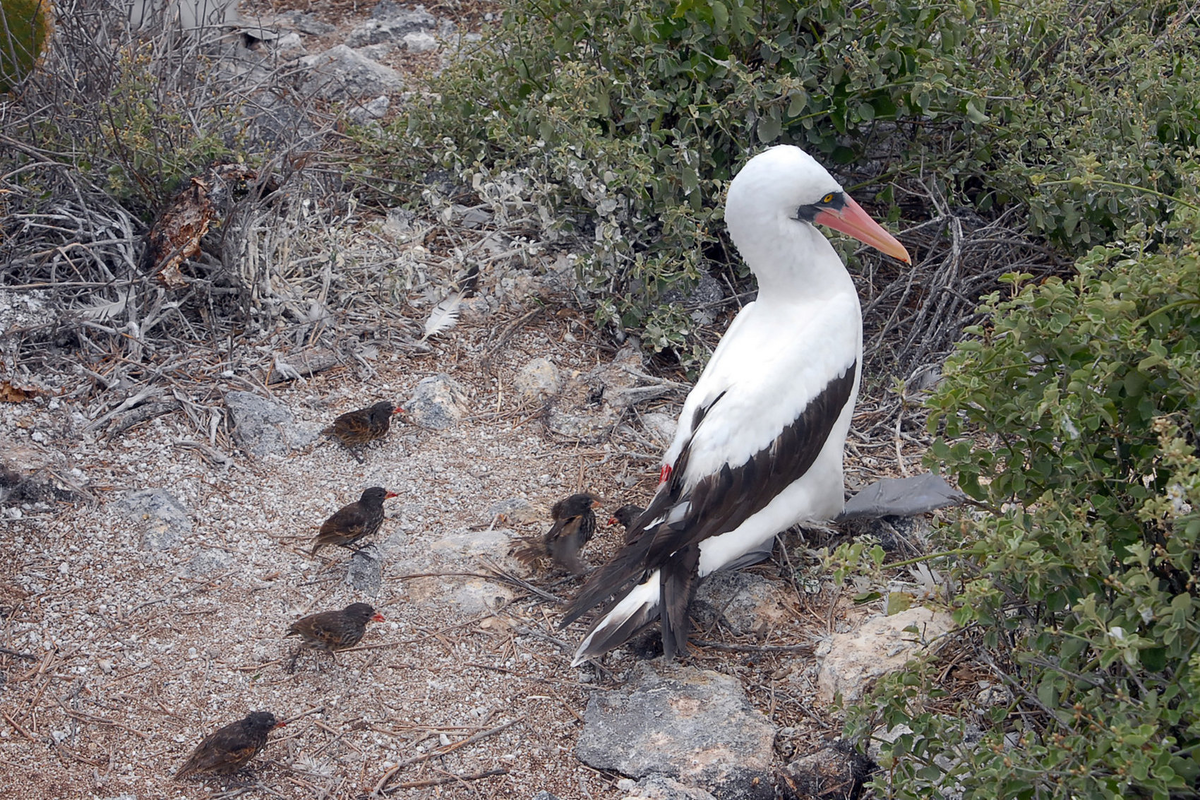 Интересные факты о галапагосских вьюрках