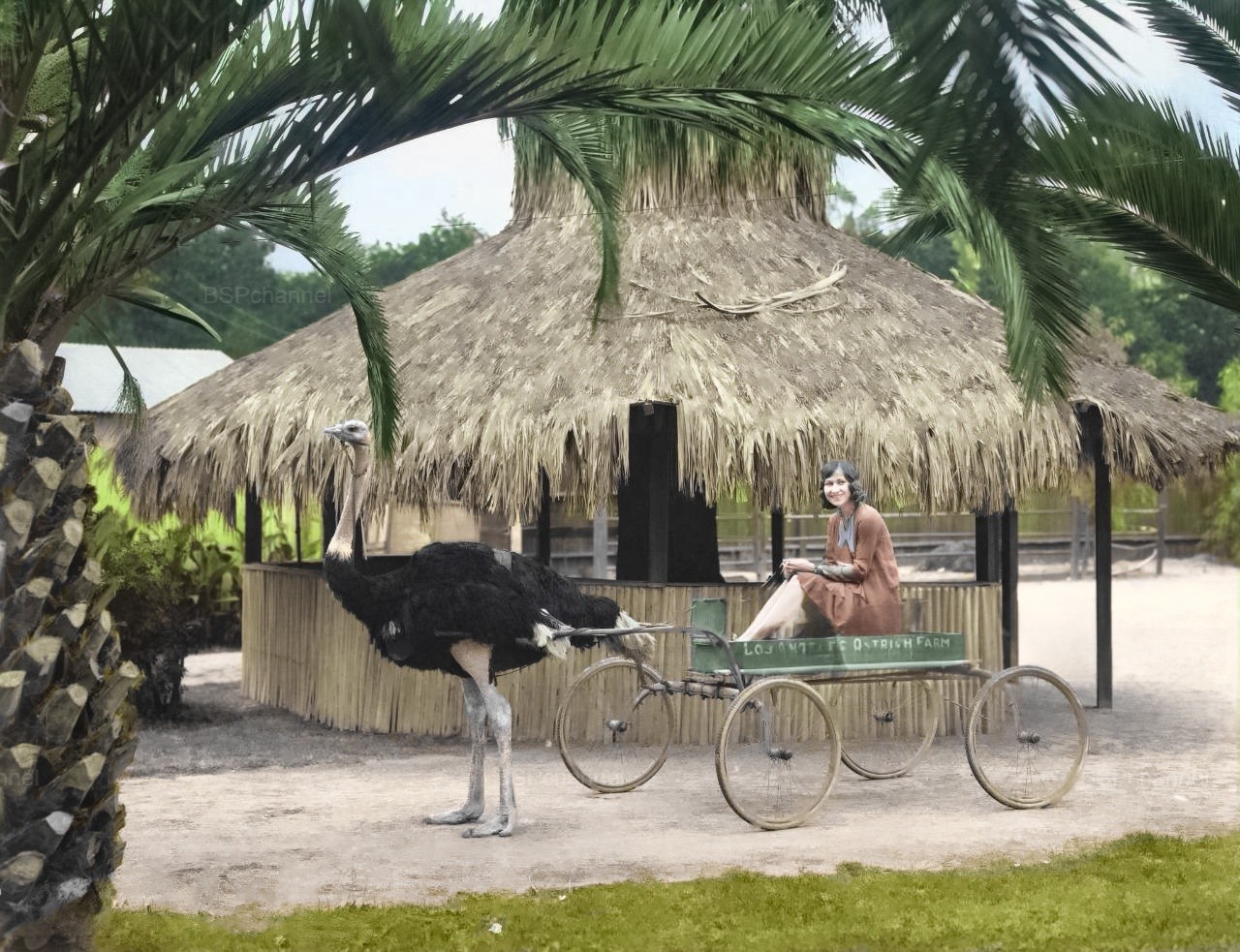 Подборка интересных и необычных фотографий из США от Miralanim за 08 января 2026