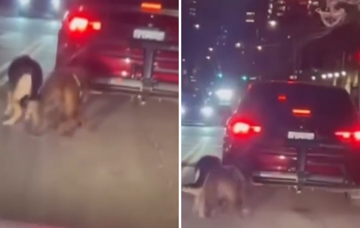 В Нью-Йорке мужчина  привязал собак к машине и заставил их бежать за ней