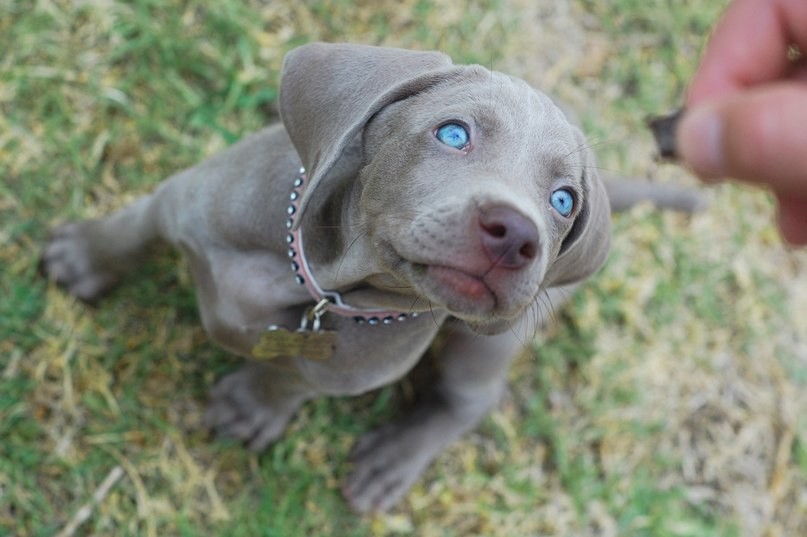 16. Веймаранер (веймарская легавая)