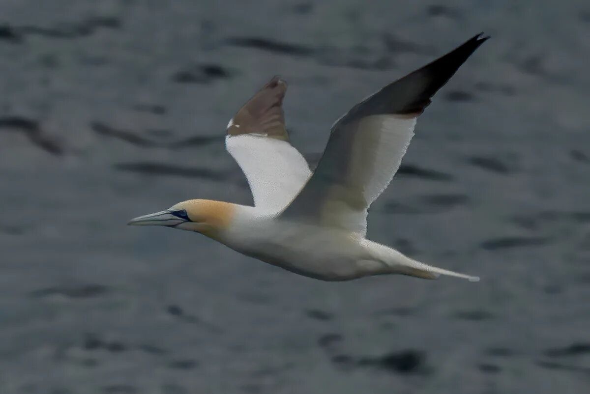 11. Северная олуша