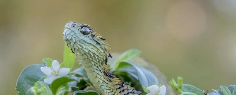 12. Колючая кустарниковая гадюка