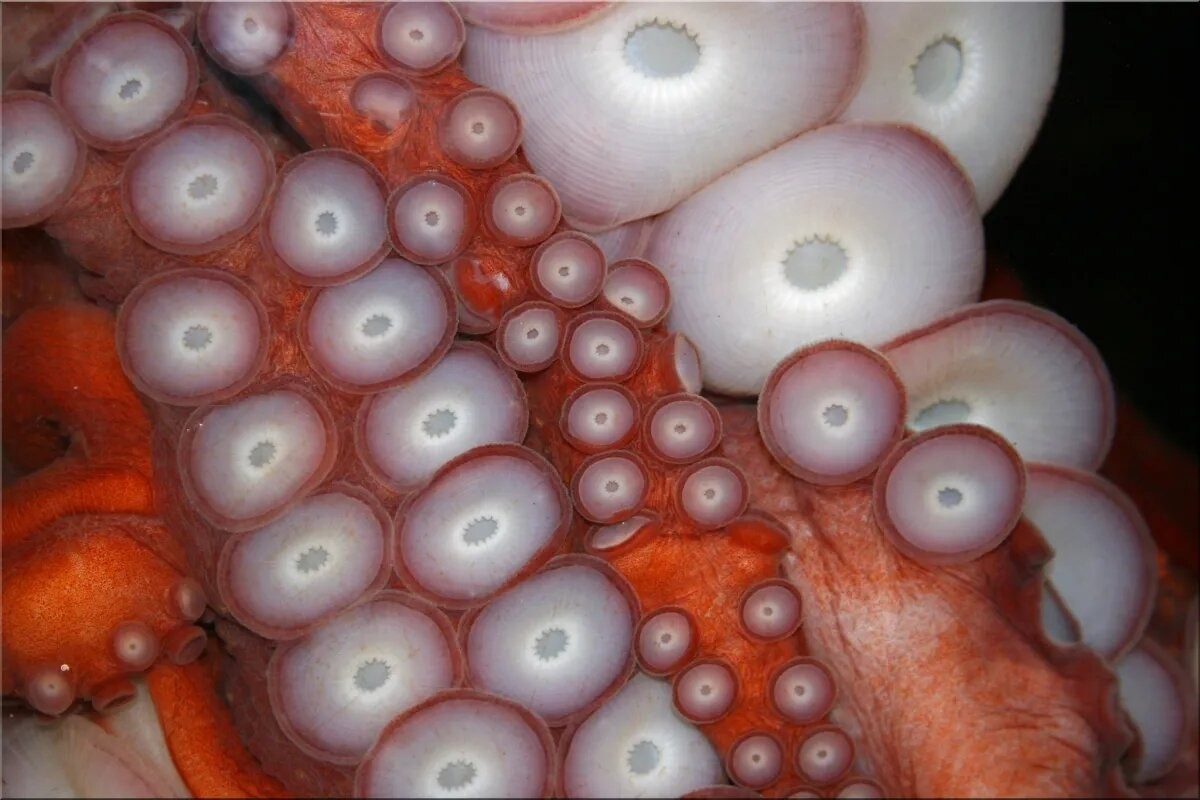 Гигантский тихоокеанский осьминог: властелин холодных вод