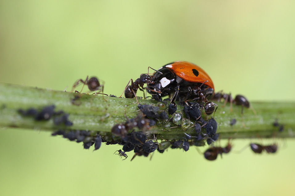 Божья коровка. Ядовитая кровь и вечный голод