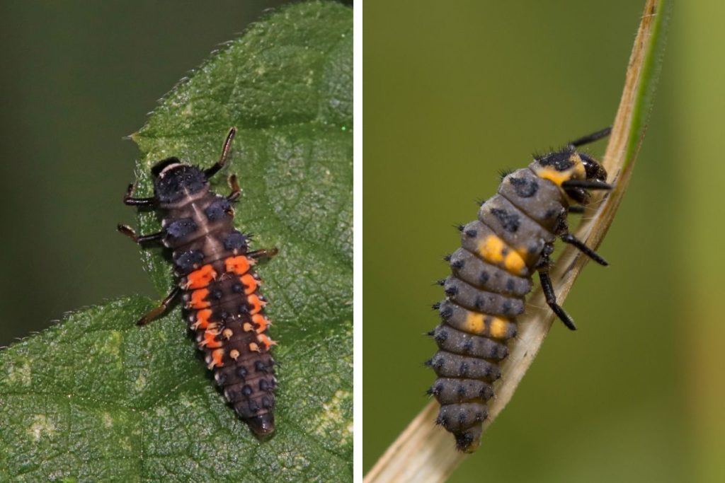 Божья коровка. Ядовитая кровь и вечный голод