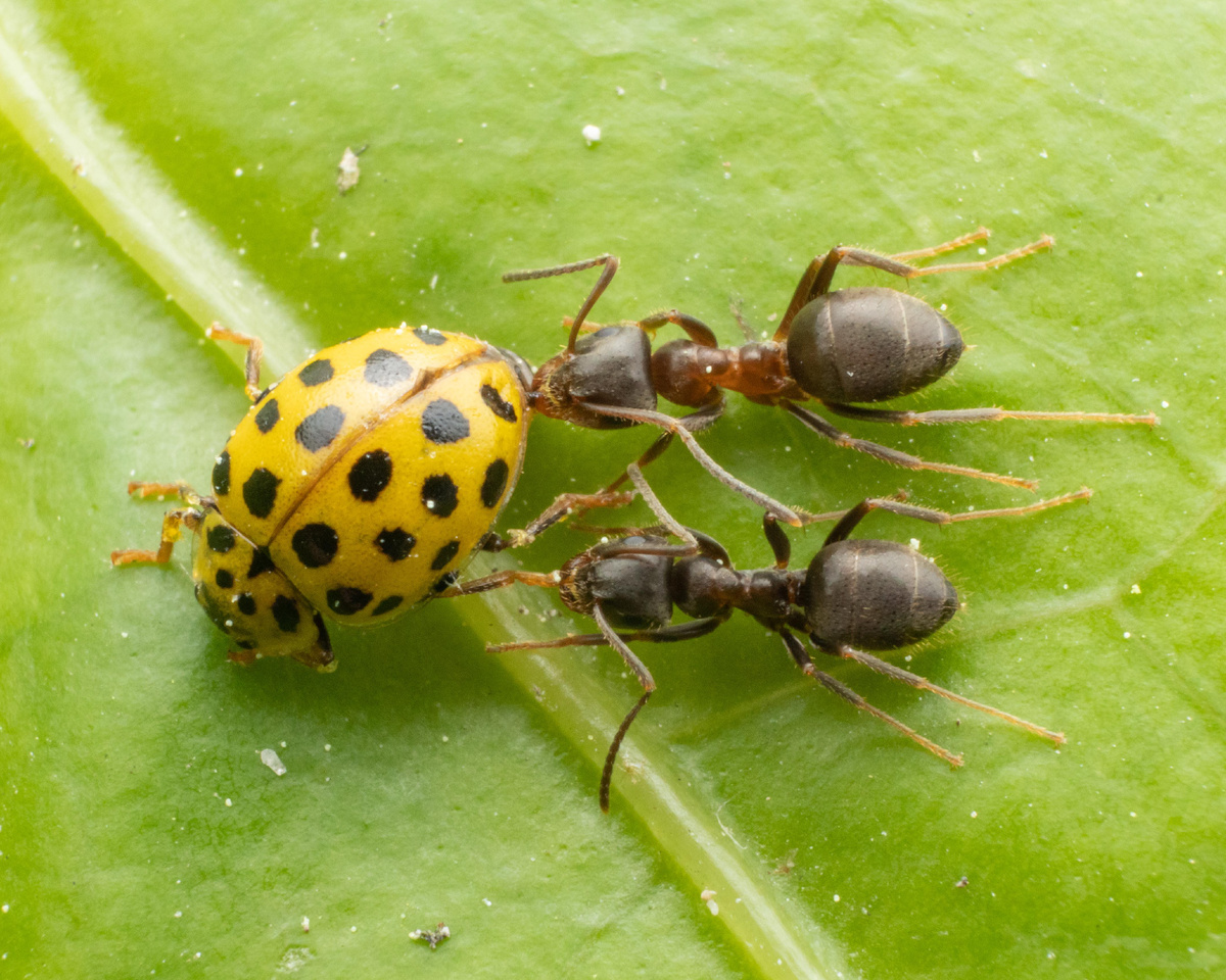 Божья коровка. Ядовитая кровь и вечный голод