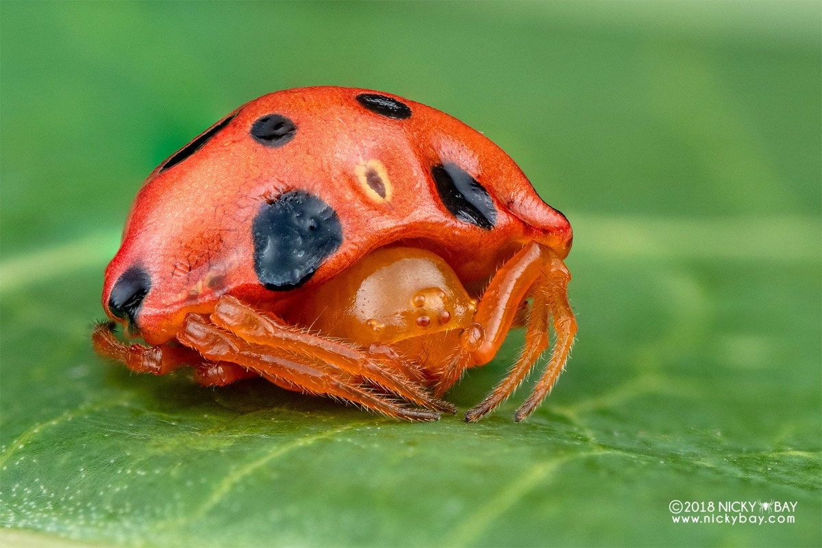 Божья коровка. Ядовитая кровь и вечный голод