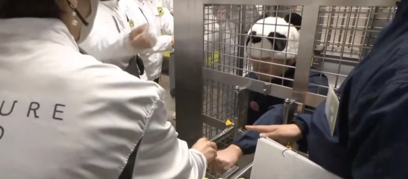 В Японии панд заменили сотрудниками-имитаторами