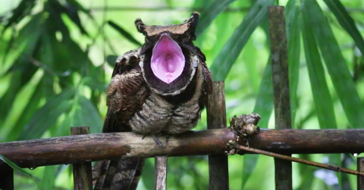 Большой ушастый козодой: жуткая птица невероятной красоты