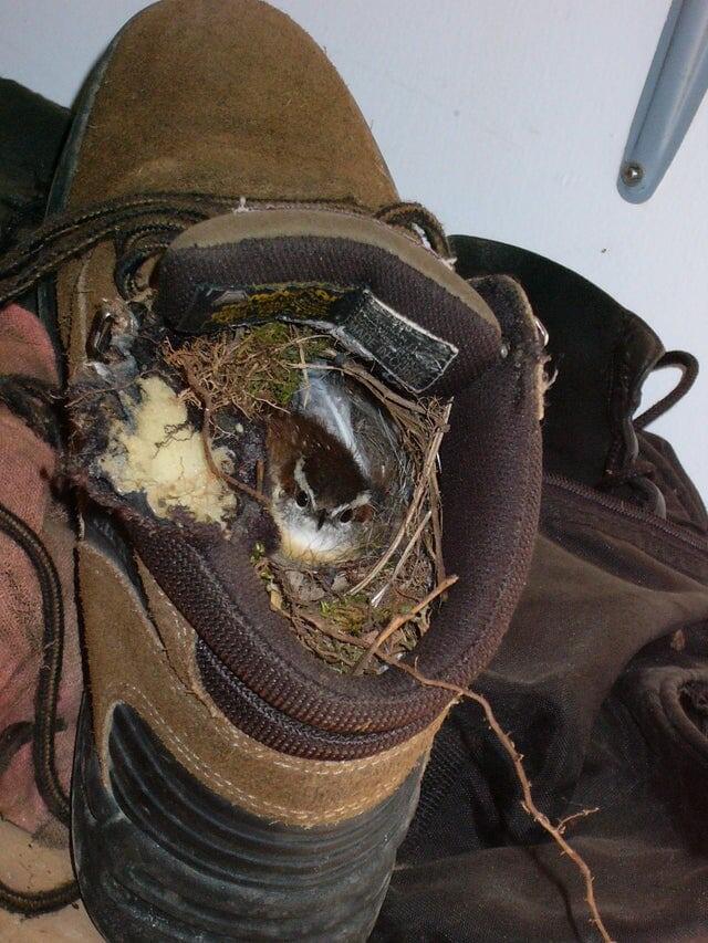 Птичка поселилась в ботинке