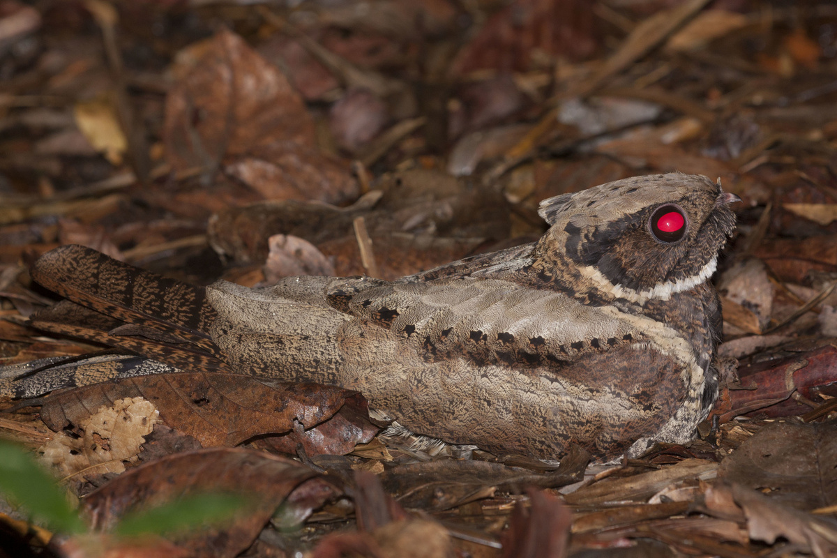 Большой ушастый козодой: жуткая птица невероятной красоты