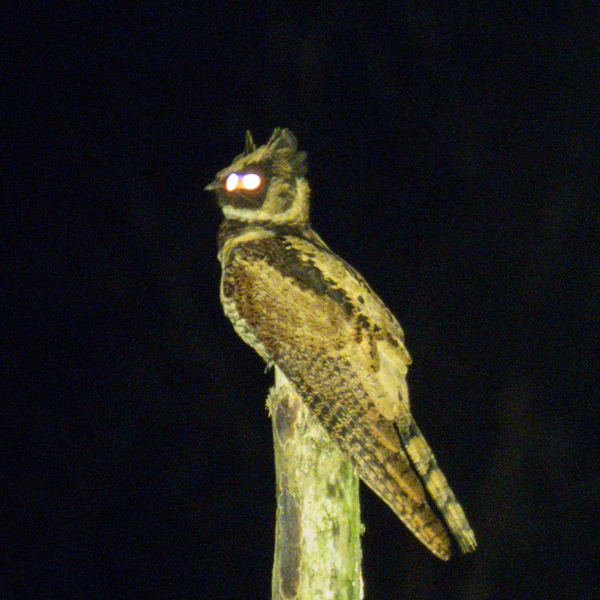 Большой ушастый козодой: жуткая птица невероятной красоты