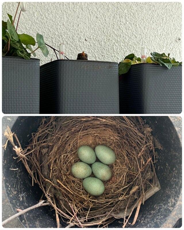 Птица свила гнездо в одном из наших пустых цветочных горшков