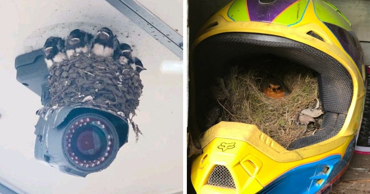 15 случаев, когда осы и птицы вторглись на территорию человека