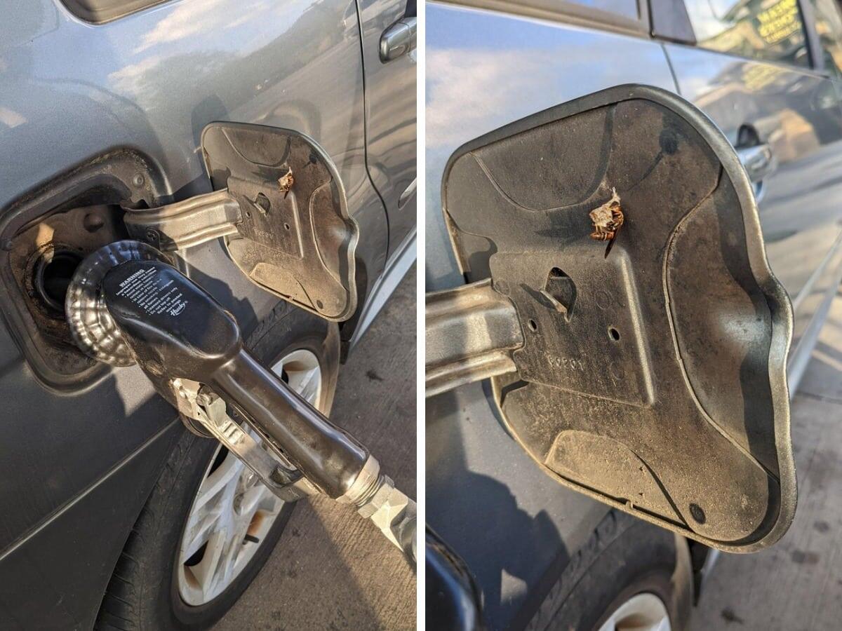 Оса вьет гнездо прямо на дверце бензобака моей машины