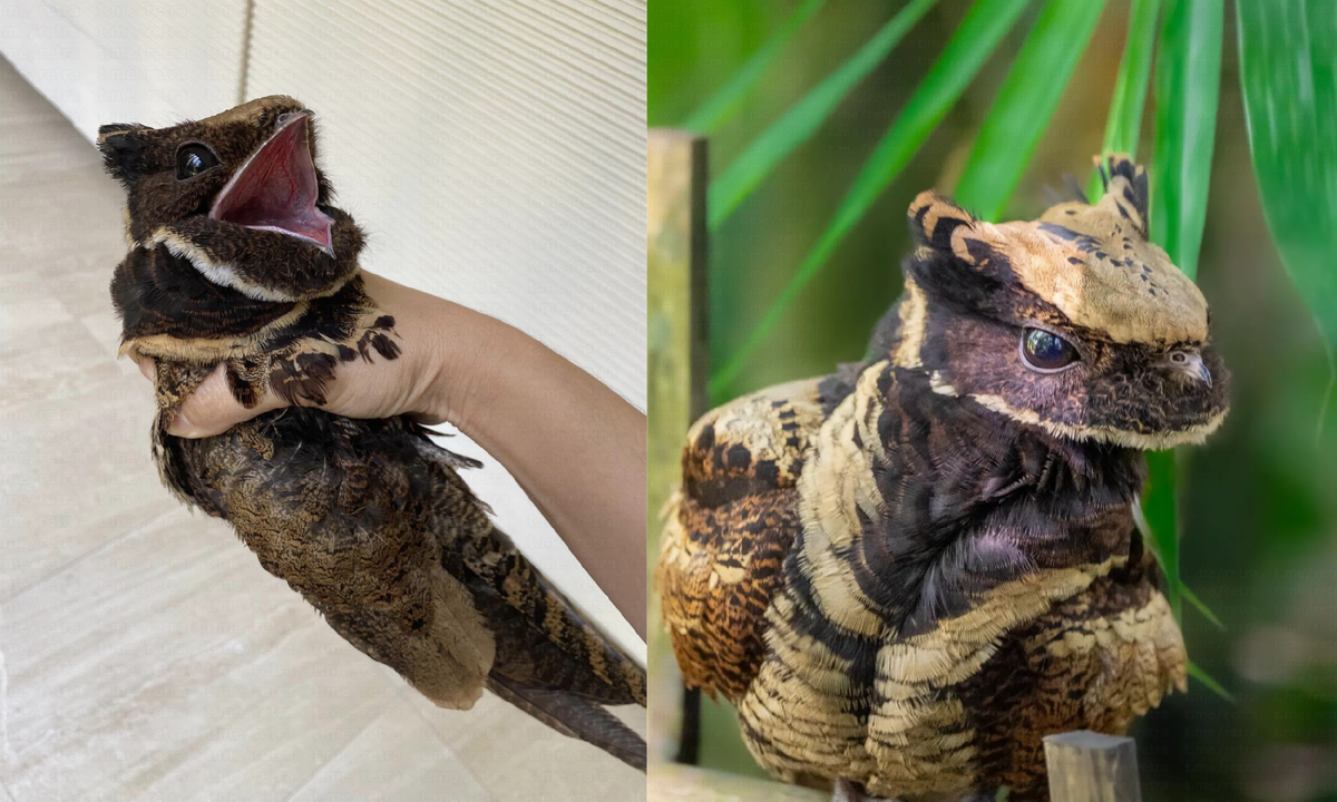 Большой ушастый козодой: жуткая птица невероятной красоты