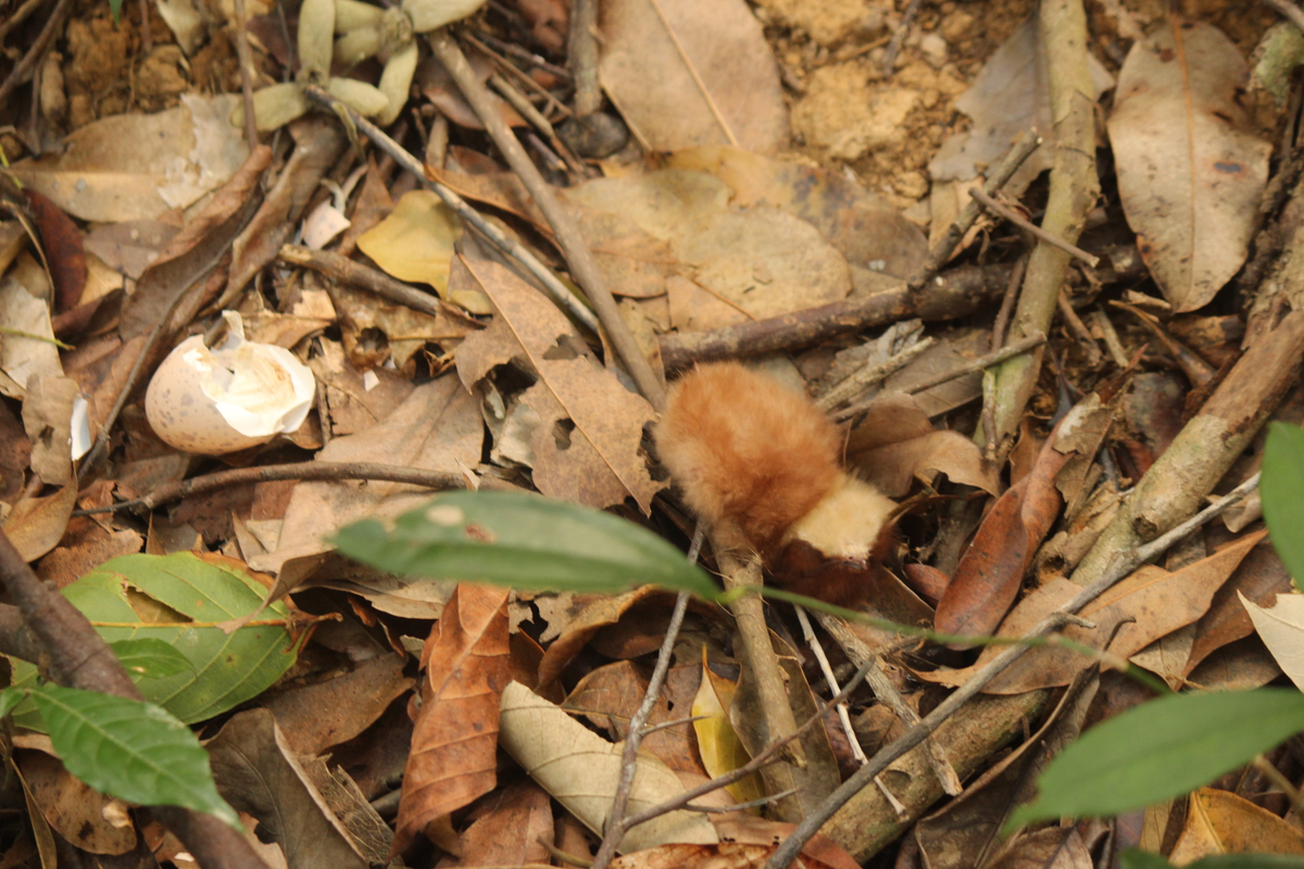 Большой ушастый козодой: жуткая птица невероятной красоты