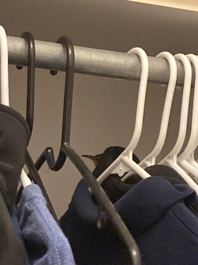 Птица свила гнездо в вентиляционном отверстии и забралась в мой шкаф